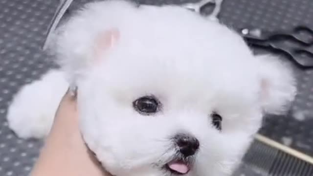 Cute puppy takes a bath and gets a haircut.