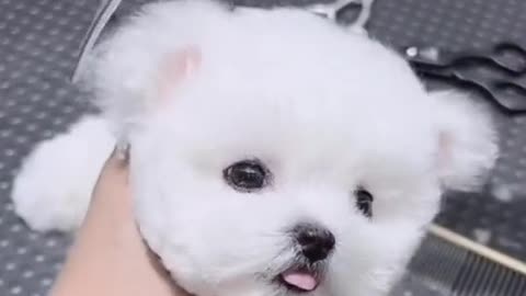 Cute puppy takes a bath and gets a haircut.