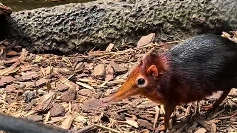 Elephant Shrew in field