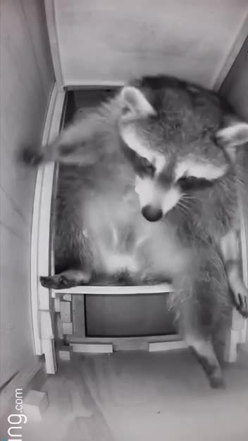 Raccoons love sleeping in tight spaces