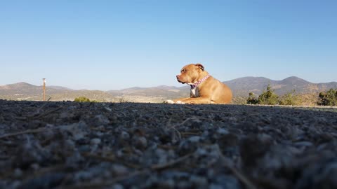 How dogs can help with depression.