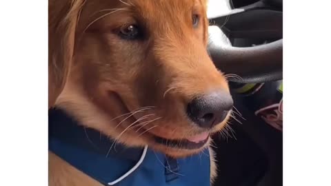 What breed was he looking at ••• - @bigvan_smallhouse