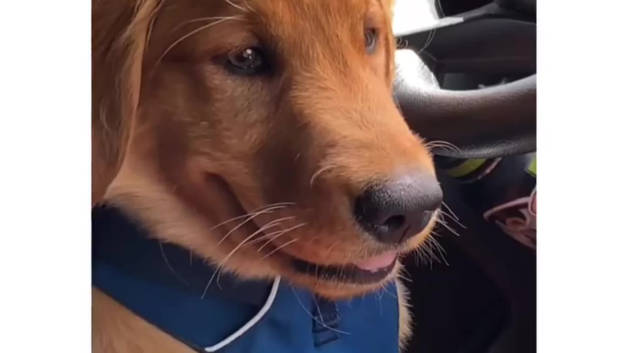 What breed was he looking at ••• - @bigvan_smallhouse