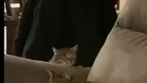 Cats are so funny