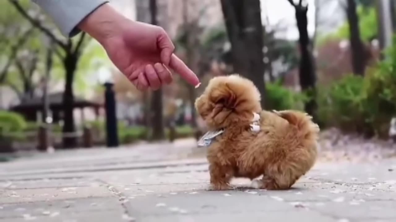 Cute puppies part 2