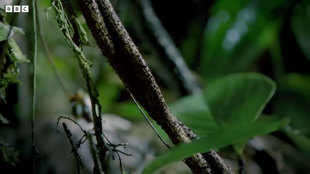 Frog's Incredible Mating Technique | Earth's Tropical Islands | BBC Earth