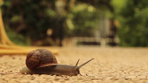 Snail Slow Crossing Animal Crawler Creeper