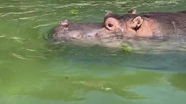 Listen closely to the hippo