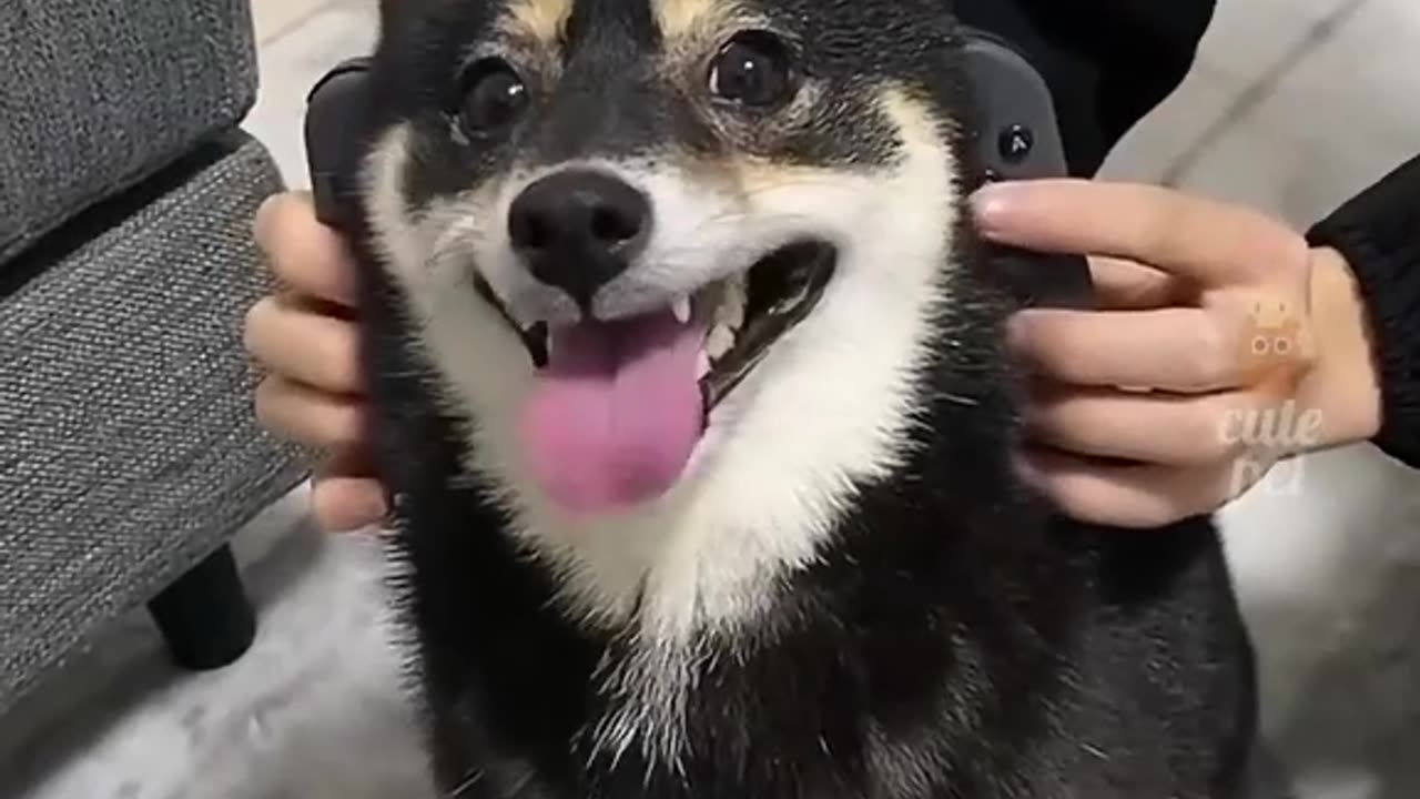 puppy playing at home