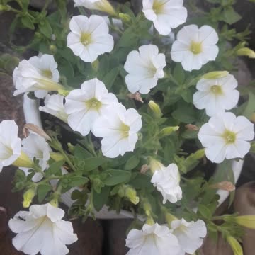 Micro petunias