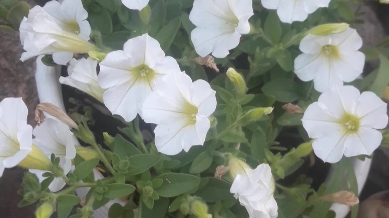 Micro petunias