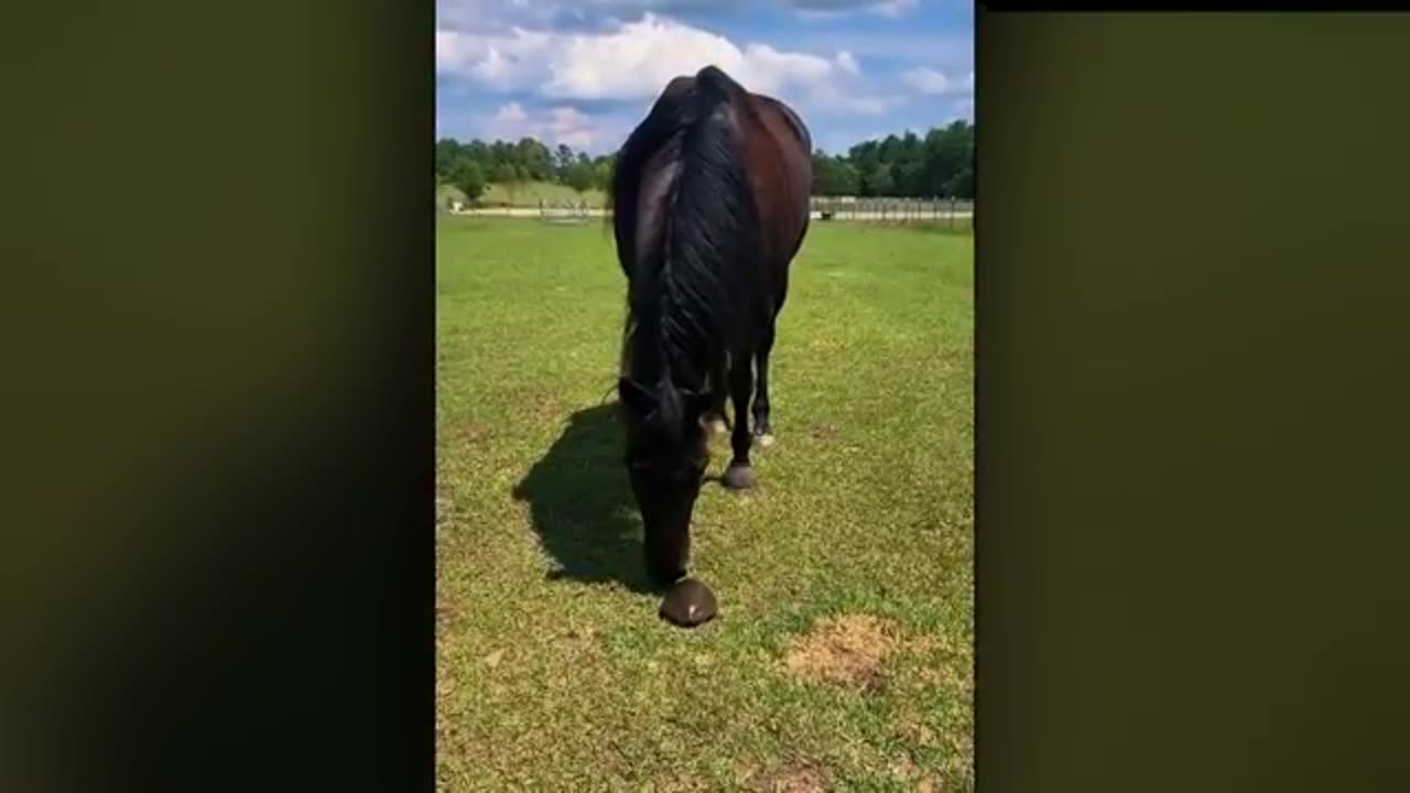 So crazy horses videos compilation made your day going on the videos