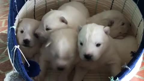 cute litter of puppies