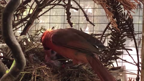 Red Northern Cardinal male bird feeding chicks