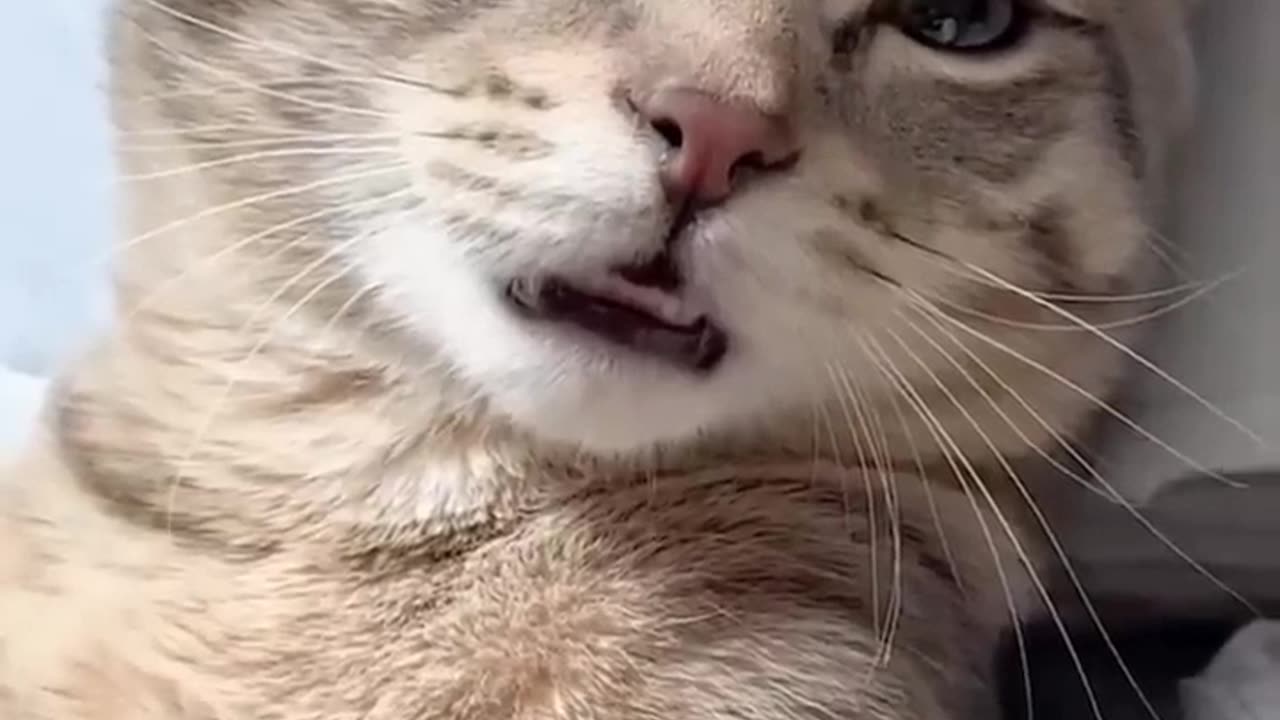 Funny Animals & cute pets viral video compilation| Animal LOL moments