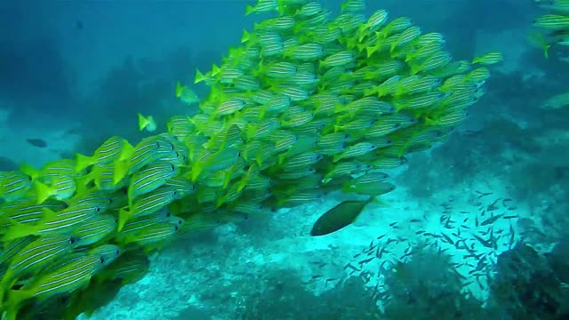 Coral reef fish watch now