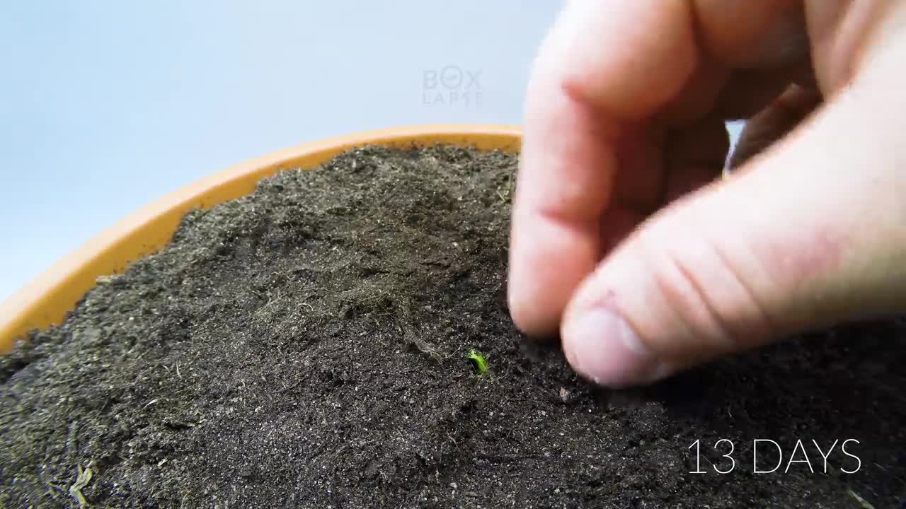 Growing MANGO Tree From Seed - ONE YEAR Time Lapse