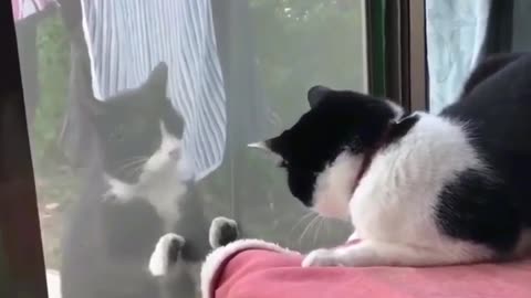 Funny Cat Videos