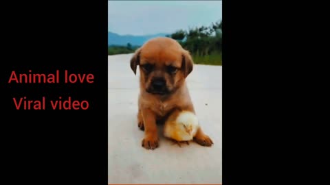 Dog love# baby dog#viral