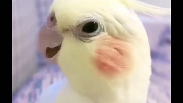 coquettish parrot