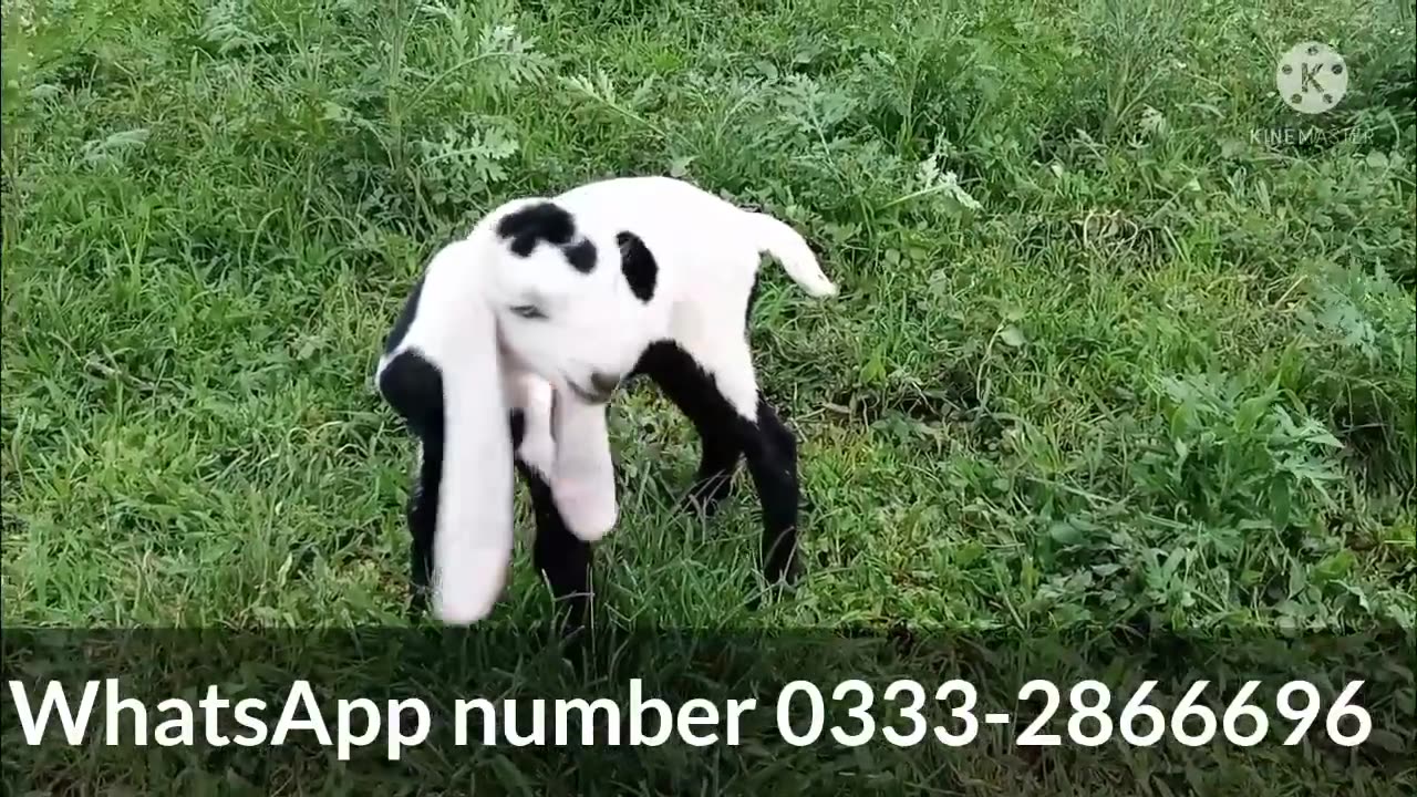 Quite baby goats