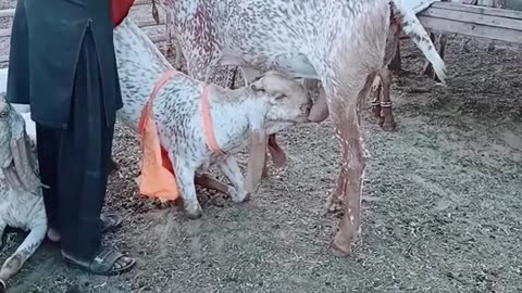 Goat feeding baby