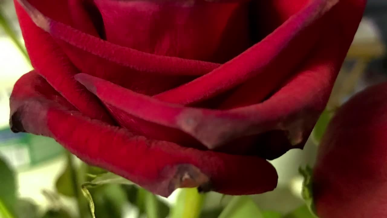 The Bible reading of the day: Numbers 13:26-33 Luke 12:49-53