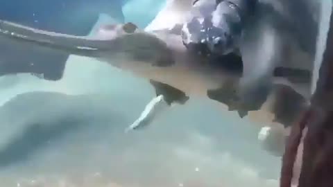 This is a beautiful and charming water-dwelling species