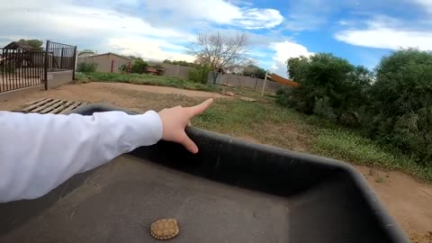 Baby Tortoises Hatching Out of the Ground-10