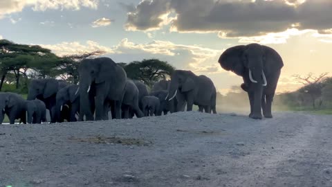 How many elephants are there ?