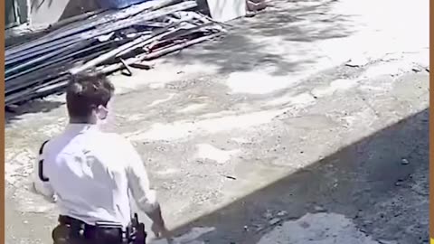 VIDEO CRAZY ANIMAL