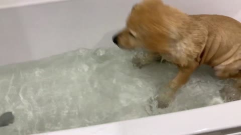 My Golden Retriever Puppy Gets His First Bath