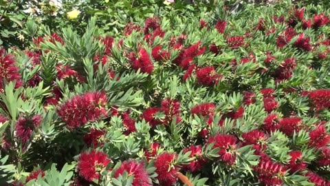 Bees In the Bottlebrush