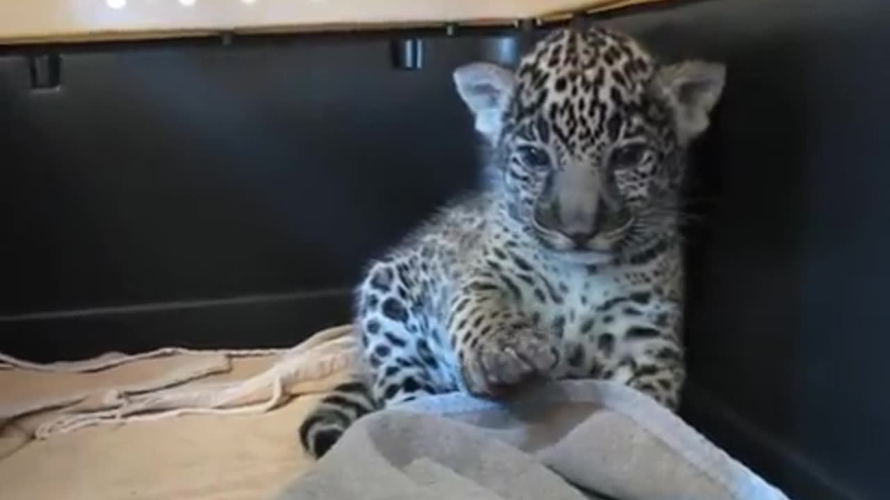 Jaguar Cub Waves Its Paw