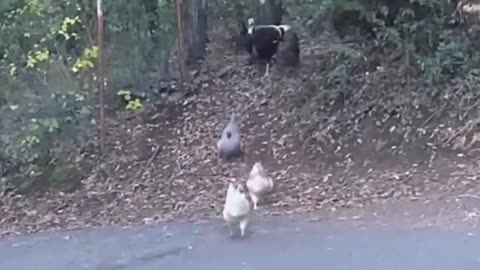Funny Birds