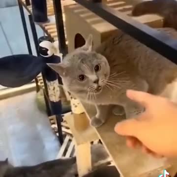 Cat sing no touching song