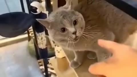 Cat sing no touching song