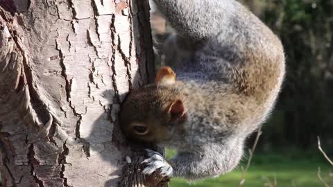 Grey- squirrel