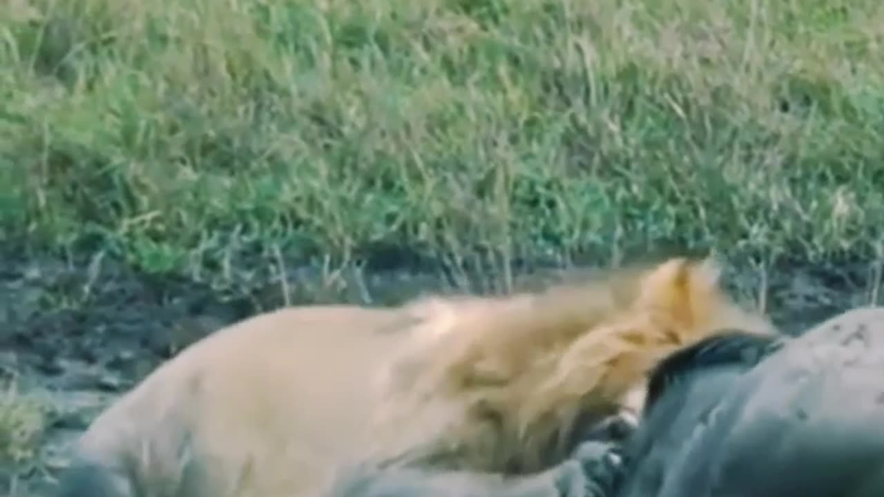 OMG 😲😮 Angry buffalo vs hungry lion