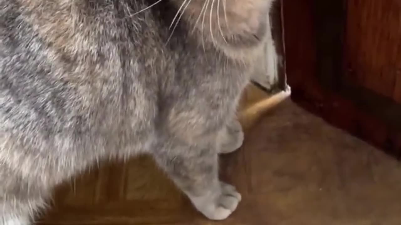sound that attract cats