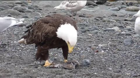 Bald Eagle Walking