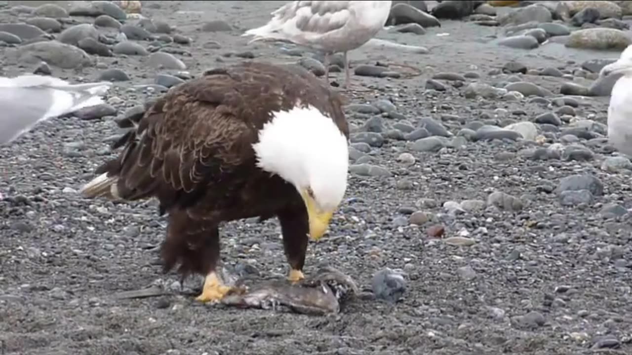 Bald Eagle Walking