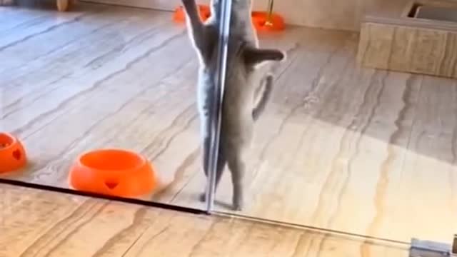 cat dance