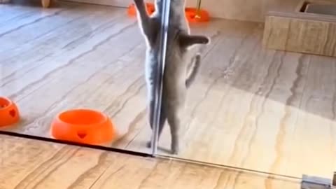 cat dance