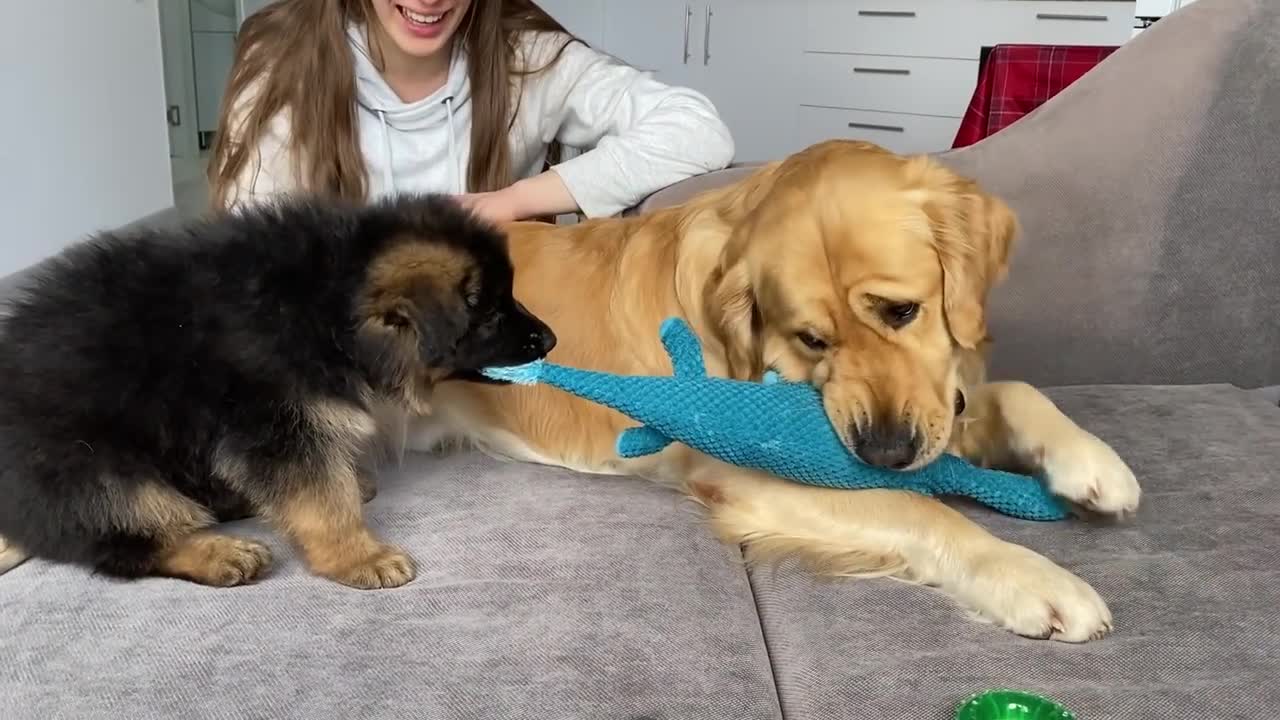 My Dog Gets Annoyed by New Puppy From Day One