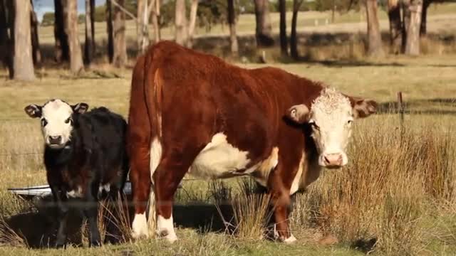 FUNNY ANIMAL MOMENTS COWS, CATS, DOGS, DUCKS, HORSES ✅ PART 1