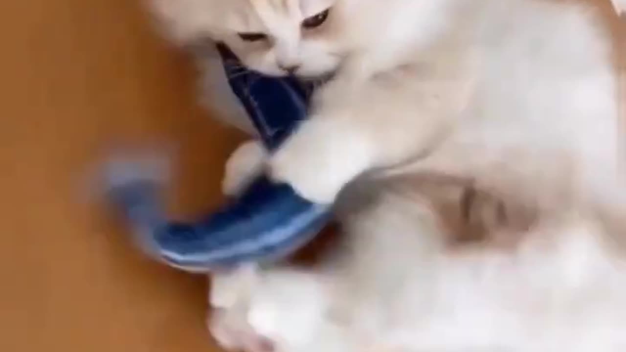 Funny Cat | Funny Kitten Kick|