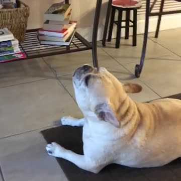 Funniest pets😁😁