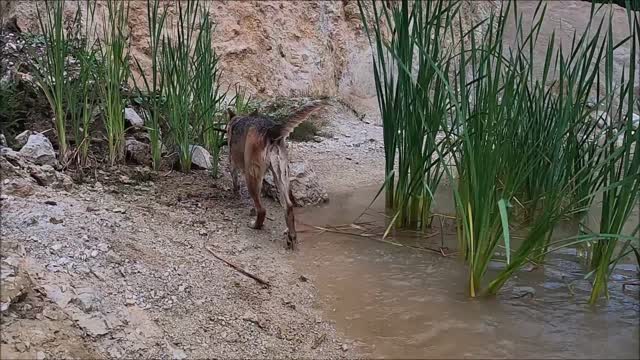 Video Of Man Playing With His Dogs