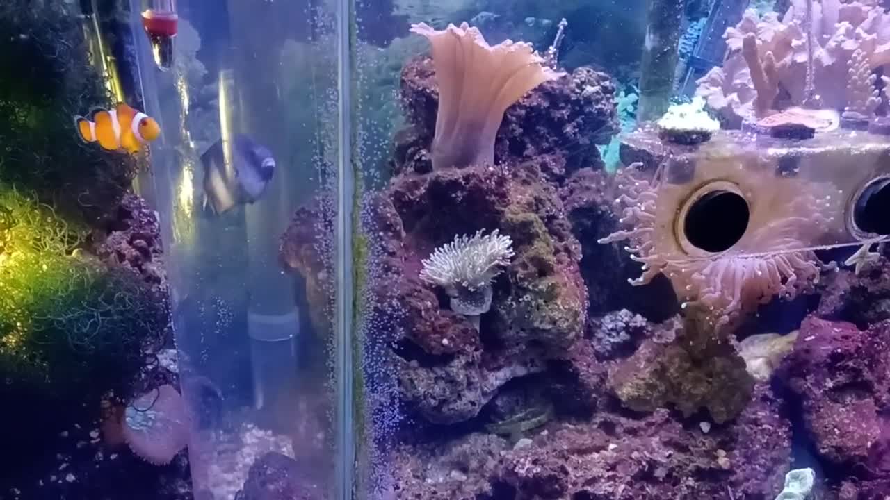 Dascyllus Aruanus Spawning (Whitetail Dascyllus, Humbug Damselfish)